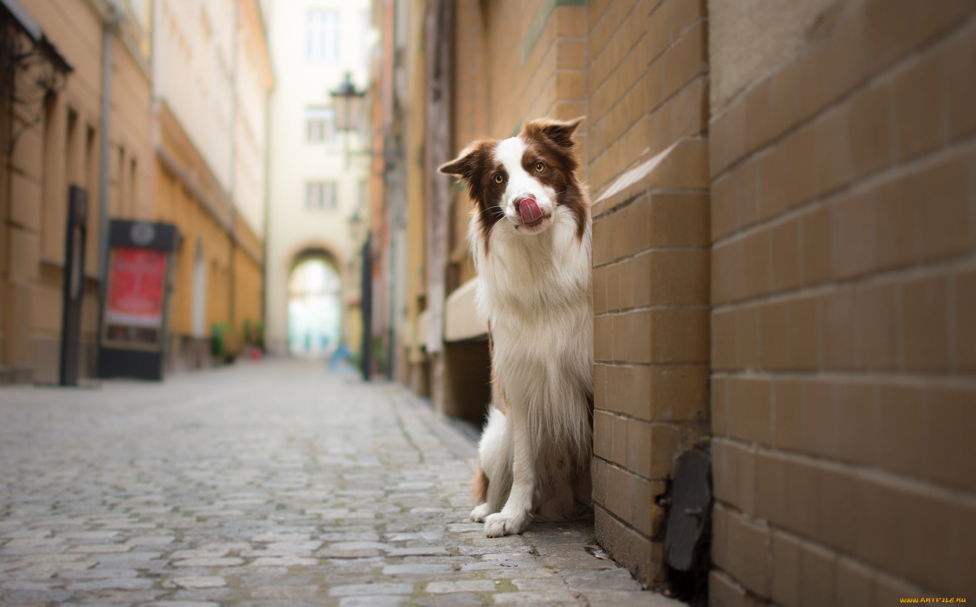 , , townhouses, border, collie, street, dog, -, look